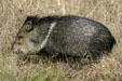 Collared Peccary or Javelina at Aransas National Wildlife Refuge. TX.