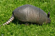 Nine-banded Armadillo at Aransas National Wildlife Refuge. TX.
