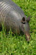 Face of Nine-banded Armadillo at Aransas National Wildlife Refuge. TX.