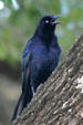 Grackle. TX.