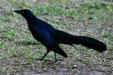 Grackle. TX.