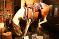 Mounted horse "Calico" which appeared in silent films with cowboy star William S. Hart at Buckhorn Museum. San Antonio, TX.