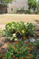 Flower & cactus bed at Pioneer Museum. Fredericksburg, TX.
