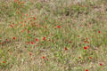 Texas wildflowers at Lyndon B. Johnson NHP. Stonewall, TX.