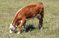 Calf at Lyndon B. Johnson NHP. Stonewall, TX.