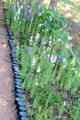 Pathway & flower bed edged by old bottles at Sauer-Beckmann Farmstead. Stonewall, TX.