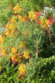 Flowers at Stark Museum of Art. Orange, TX.