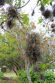 Epiphyte in tree at Eggleston House. Gonzales, TX.