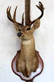 Deer head with antlers inside Star Exchange at Conservation Plaza. New Braunfels, TX.