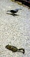 Jay & chipmunk at Bryce Canyon National Park. UT.