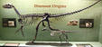 Skeletons of two oldest-known dinosaurs of Middle Triassic found in Argentina - Herrerasaurus & Eoraptor at Museum of Ancient Life. Lehi, UT.