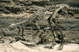 Othnielia skeletons in family pose at Museum of Ancient Life. Lehi, UT.