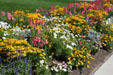 Flower bed at Thanksgiving Point Gardens. Lehi, UT.