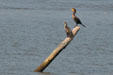 Cormorants rest on snag in James River. Jamestown, VA.