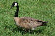 Canada Goose at Jamestown. Jamestown, VA.