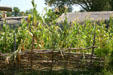 Native corn & fence outside James Fort stockade of Jamestown Settlement replica. Jamestown, VA.