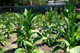 Native tobacco outside stockade of Jamestown Settlement. Jamestown, VA.