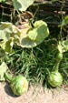 Goose gourds in garden of Jamestown Settlement. Jamestown, VA.
