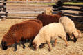 Sheep at Mt Vernon. Washington, VA.