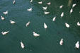 Gulls array on water off seafood restaurant. Seattle, WA.