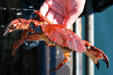 Crab caught on Seattle's waterfront. Seattle, WA.