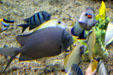 Various fish at Seattle Aquarium. Seattle, WA.