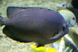 Surgeonfish at Seattle Aquarium. Seattle, WA.