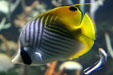 Butterflyfish at Seattle Aquarium. Seattle, WA.