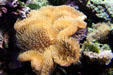 Corals at Seattle Aquarium. Seattle, WA.