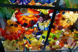 Glass sculptures by Dale Chihuly in ceiling of Seaform Pavilion bridge to Museum of Glass. Tacoma, WA.