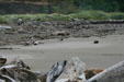 Driftwood on beach near Cape Disappointment Lighthouse. Ilwaco, WA.