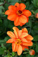 Peach-colored dahlias at Hovander Homestead Garden. Ferndale, WA.