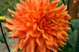 Zinnia flower at Hovander Homestead Garden. Ferndale, WA.