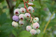 Blueberries at Hovander Homestead Garden. Ferndale, WA.