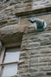 Gargoyle on Old County Courthouse, once Washington State Capitol. Olympia, WA.