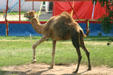 Dromedary at Circus World Museum. Baraboo, WI.