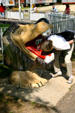 Sticking head in the lion water fountain's mouth at Circus World Museum. Baraboo, WI.