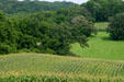 Taliesin. WI.