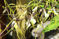 Orchids in C. Fred Edwards Conservatory at Huntington Museum of Art. Huntington, WV.