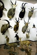 Collection of hunting trophy heads at Nelson Museum of the West. Cheyenne, WY.