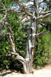 Twisted tree trunk near Oregon Trail wagon wheel ruts. WY.
