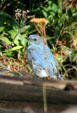 Mountain blue bird at Yellowstone National Park. WY.