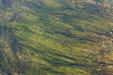 Grass in a stream at Yellowstone National Park. WY.