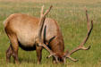 Antlers of grazing elk at Yellowstone National Park. WY.