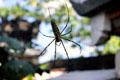 Large yellow & black spider. Bali, Indonesia.