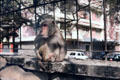 Rhesus monkey sitting on a stone fence. Delhi, India.