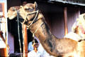 Camel with fur cut in patterns. Mandawa, India.