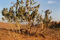 Rustic bush at Sam Sand Dunes. India.