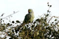 Roseringed parakeet at Sardar Sammand. India.